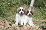 SAINT BERNARD 040